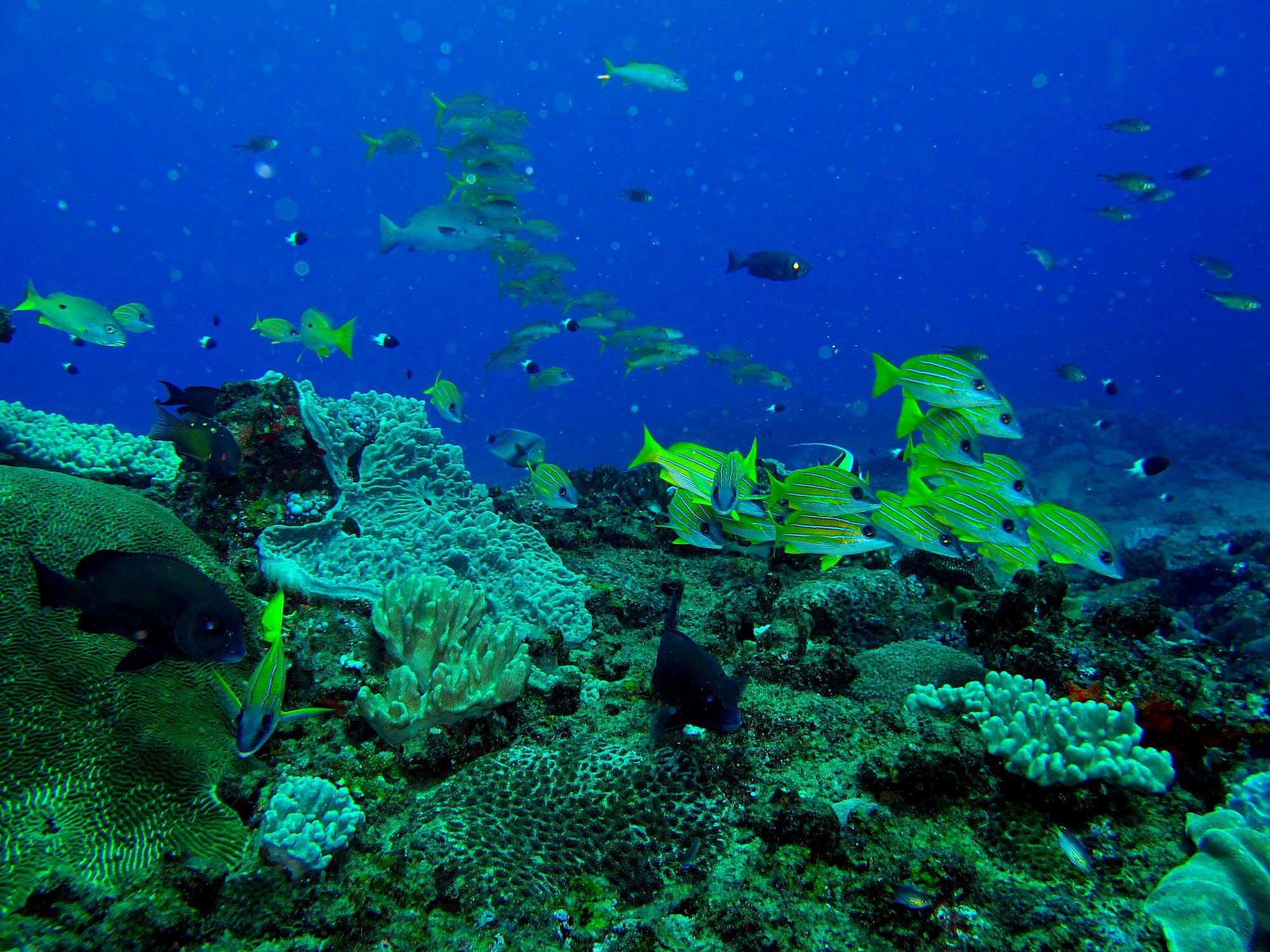 Malongane Beach Resort and Dive Centre in Ponta Do Ouro 5