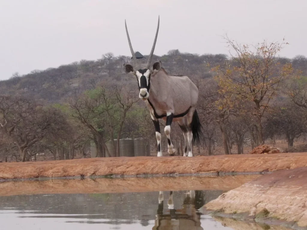 Okutala Etosha Lodge