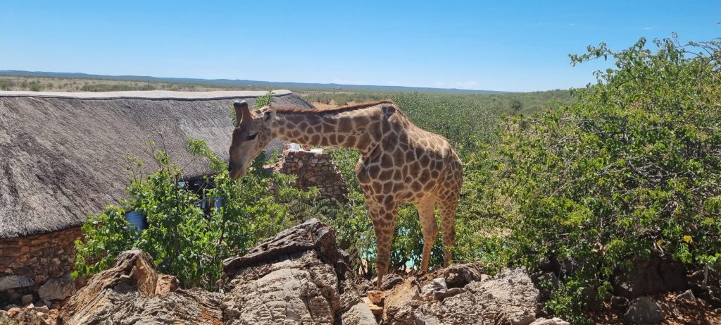 Okutala Etosha Lodge