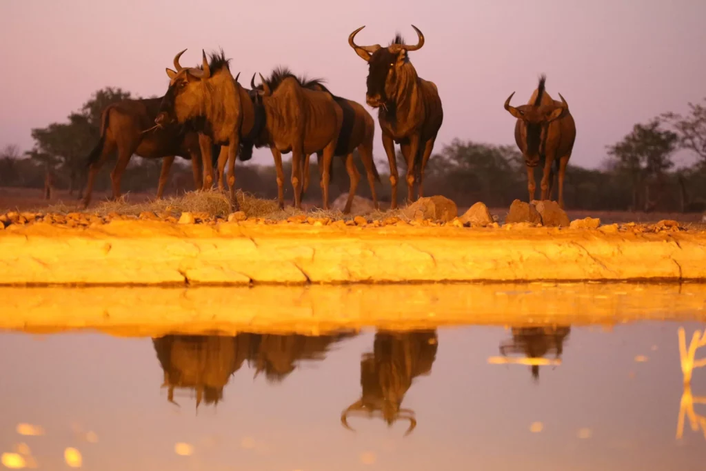 Okutala Etosha Lodge