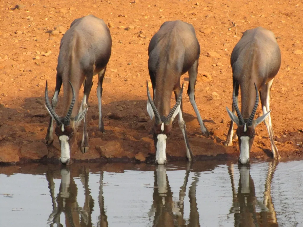 Okutala Etosha Lodge