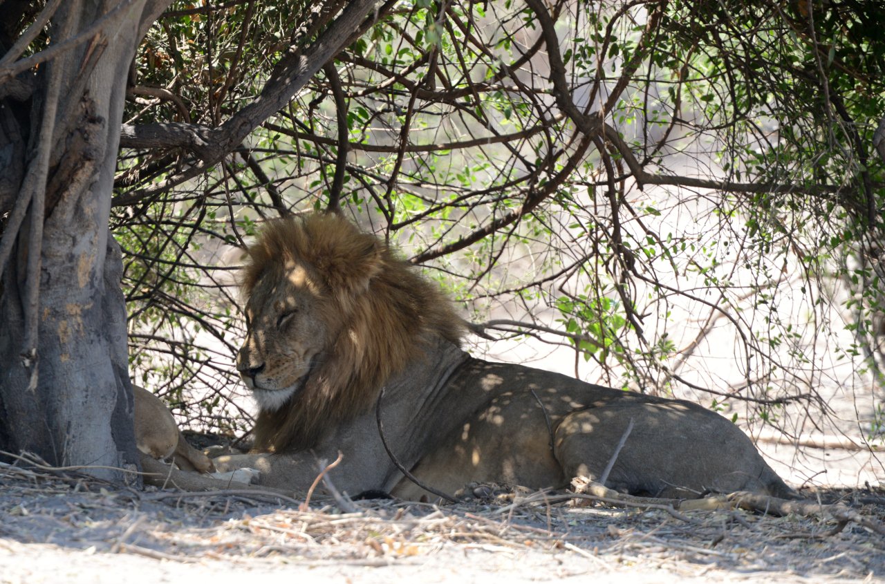 Onduri Safaris & Lodge