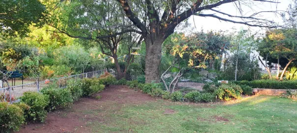 Garden with large tree shrubs and pathway in a sunny backyard setting