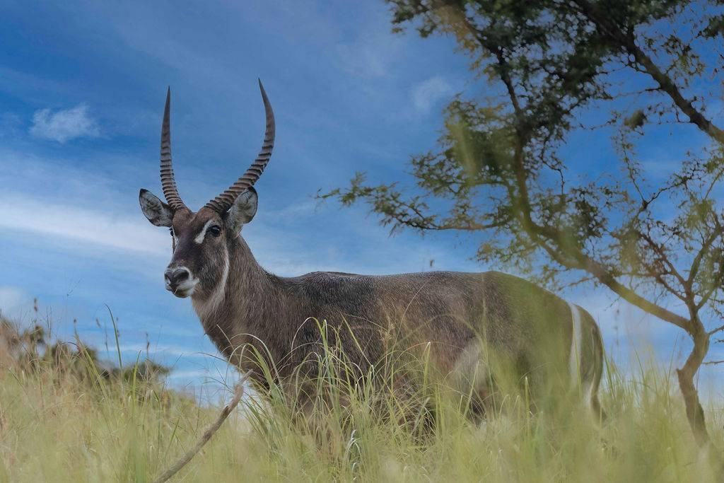 Heritage Kraal