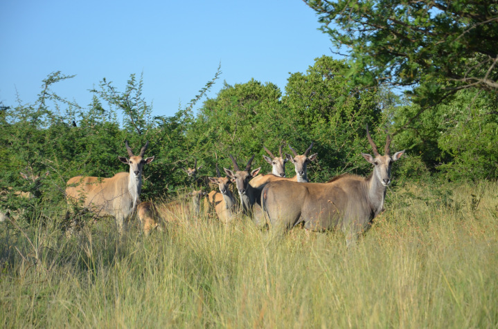 Simunye Private Game Reserve