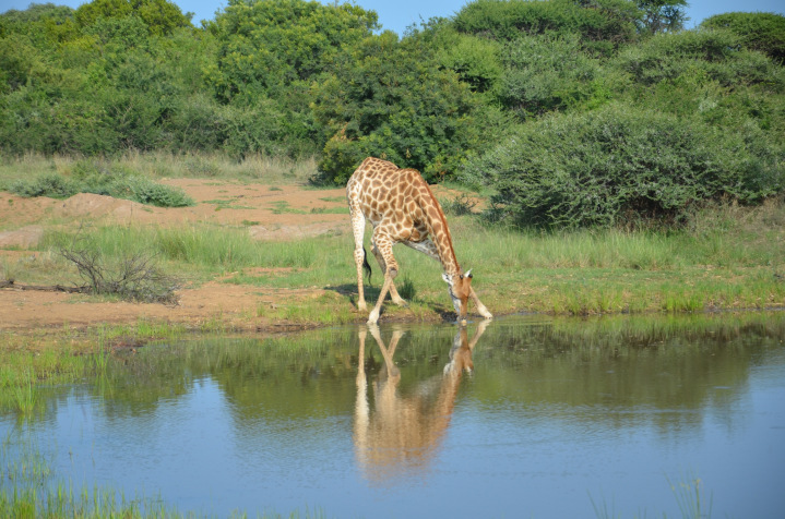 Simunye Private Game Reserve
