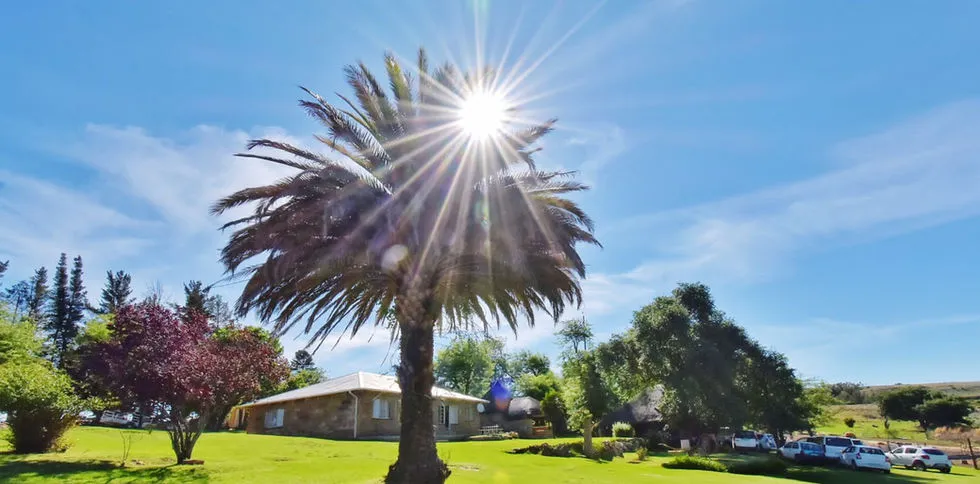 Palm tree in front of a house with cars parked in the background