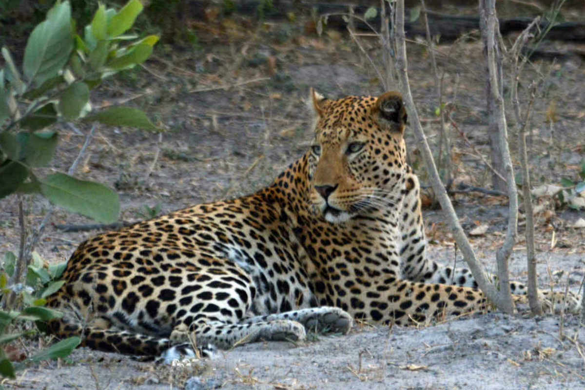 Thobolo's Bush Lodge