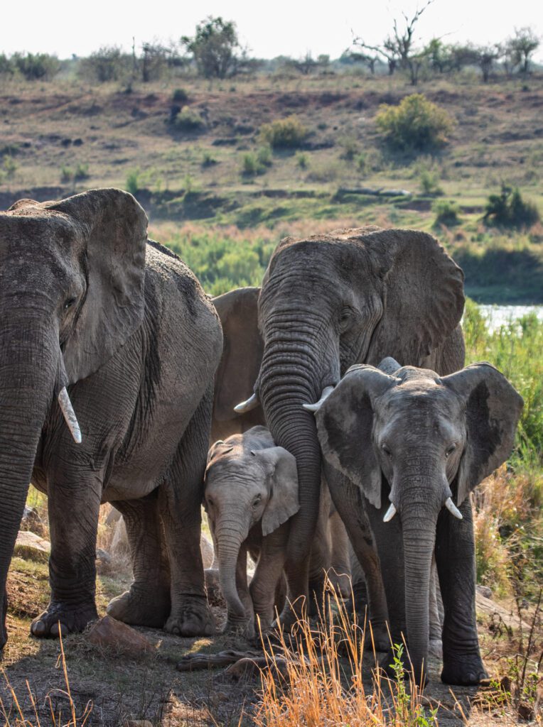Elephant Walk Tented Camp & Retreat