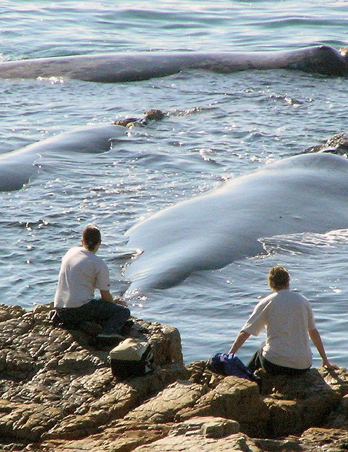 Misty Waves Boutique Hotel in Onrusrivier
