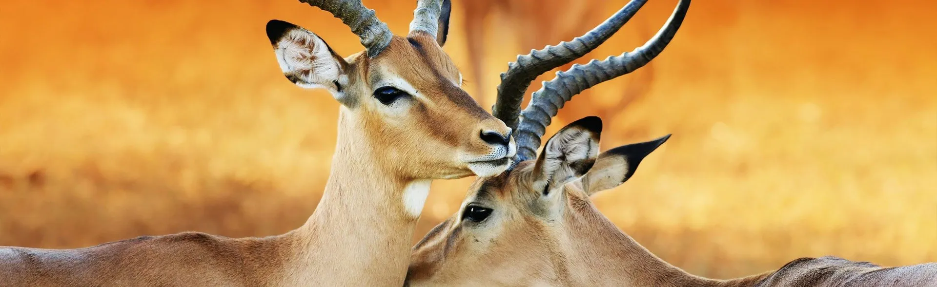 Golden Impalas Bush Resort image 5