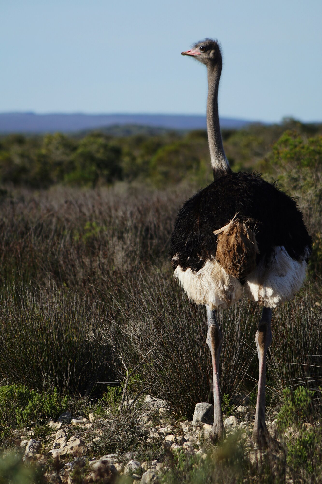 Karoo Retreat in Oudtshoorn 5