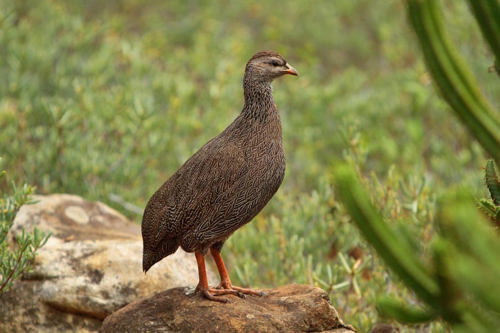 Latjeskloof image 3