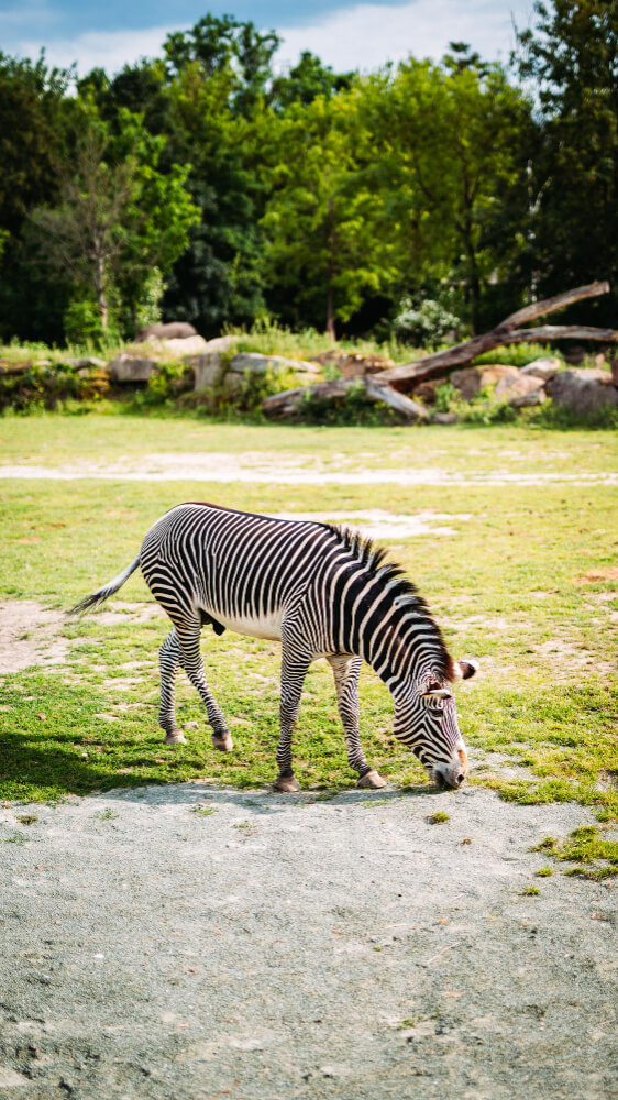Lejwe La Metsi Private Reserve in Warmbaths 2