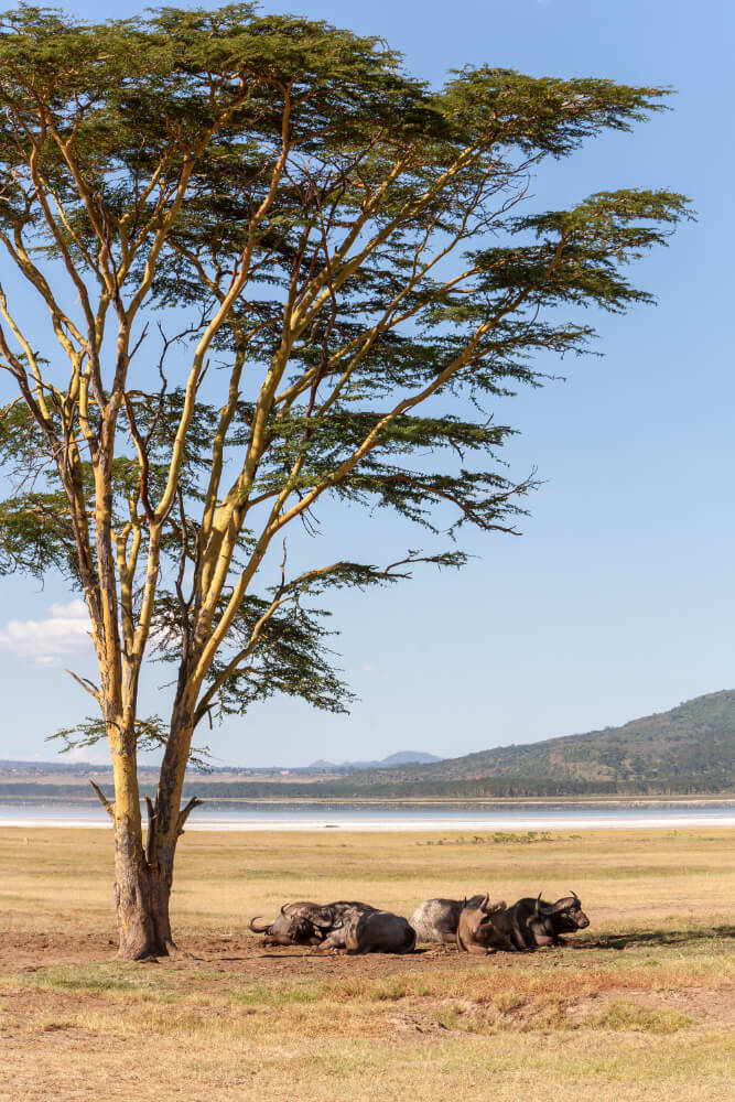 Lejwe La Metsi Private Reserve in Warmbaths 3