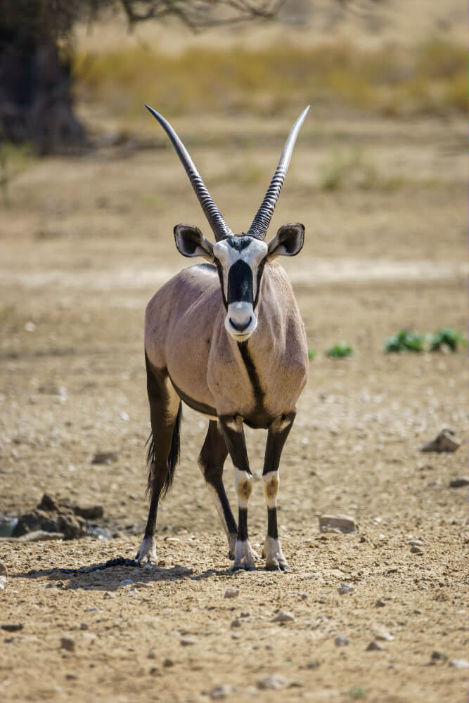 Lejwe La Metsi Private Reserve