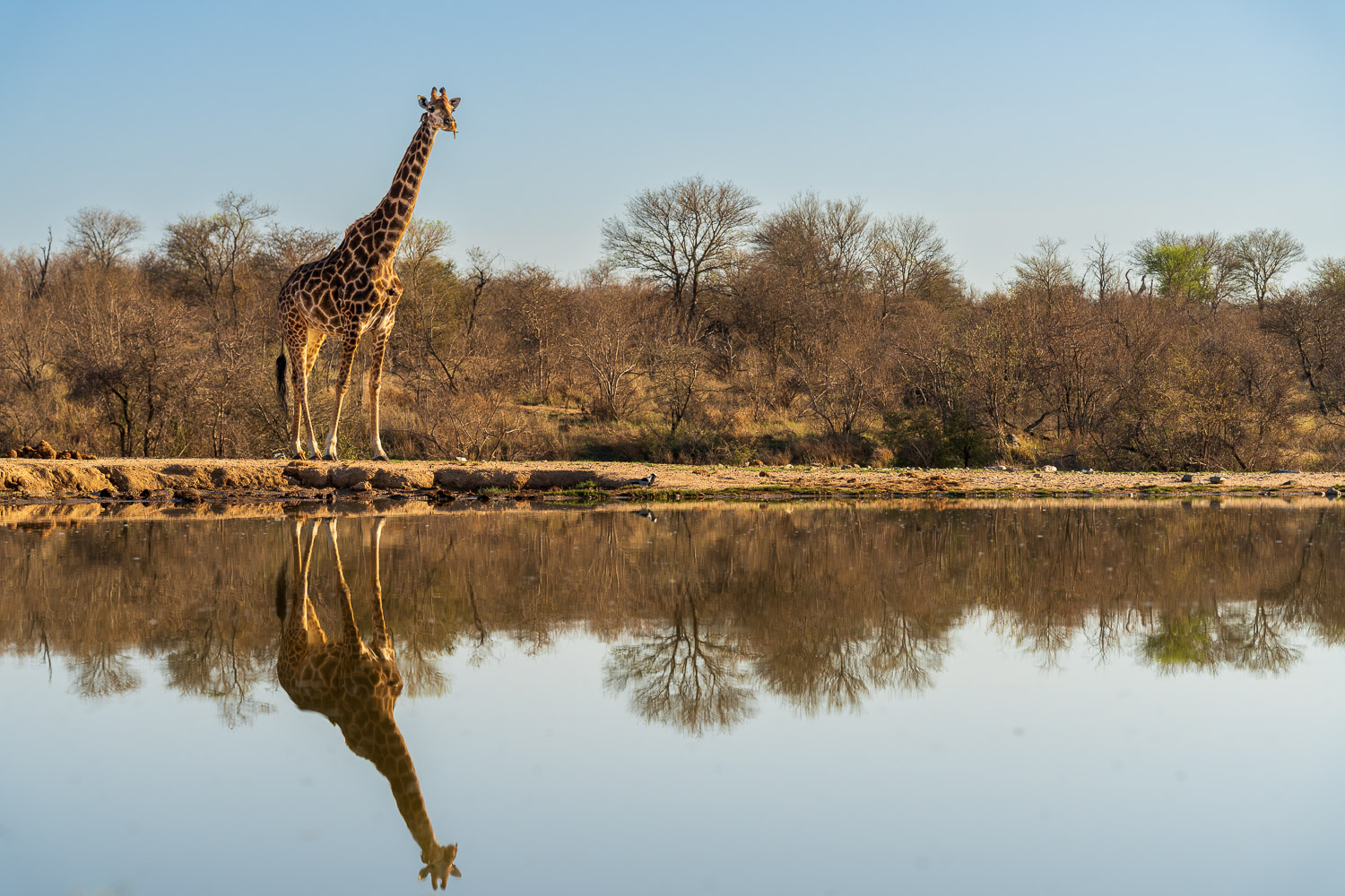 Makumu Private Game Lodge