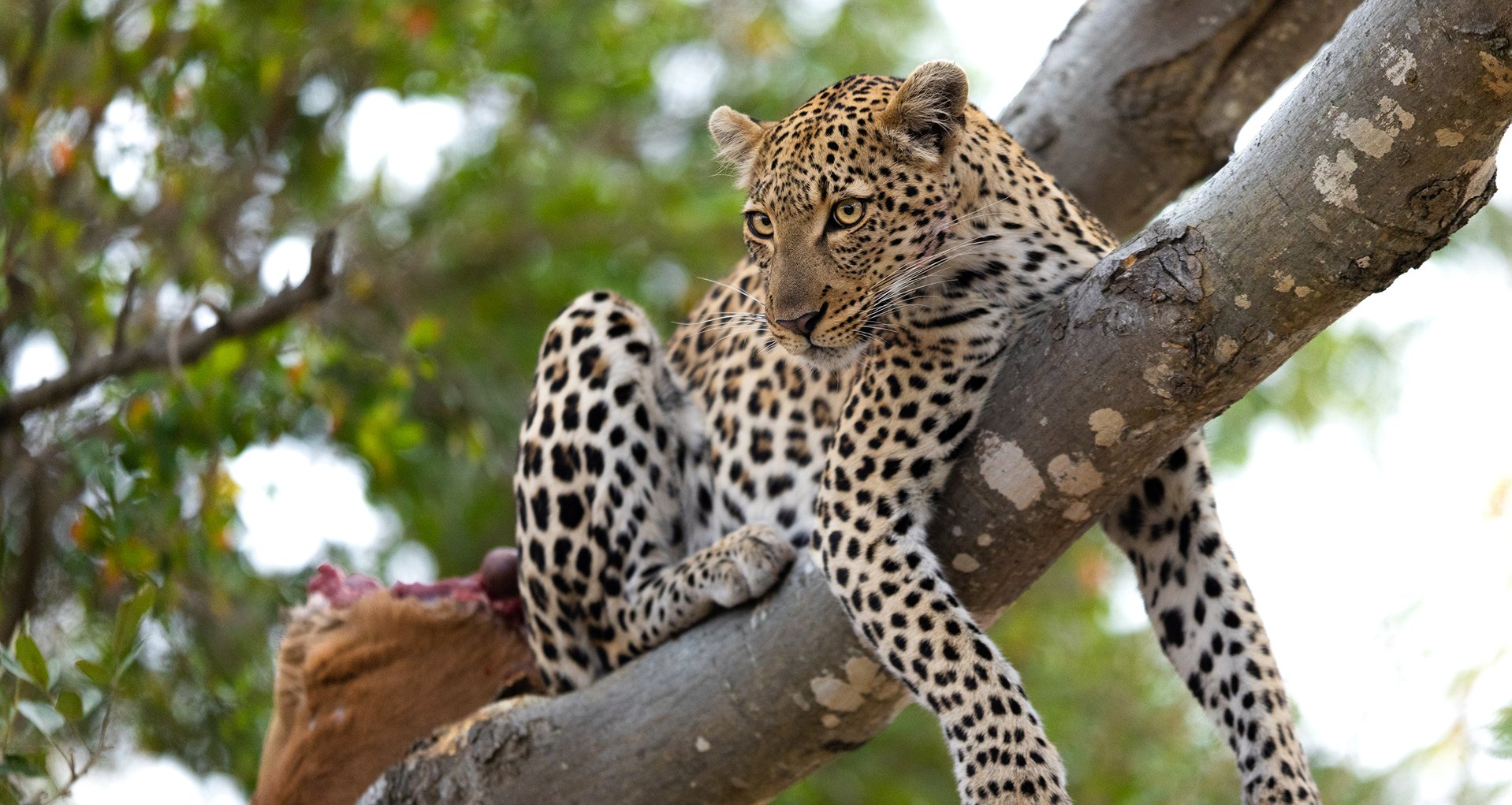 Makumu Private Game Lodge