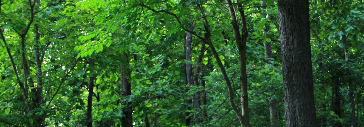 Midlands Forest Lodge