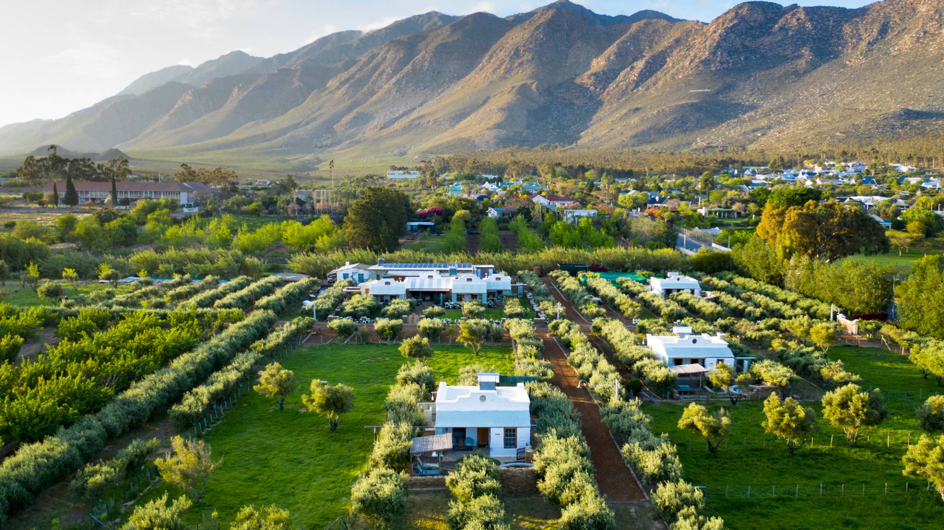 Olive Stone Farm