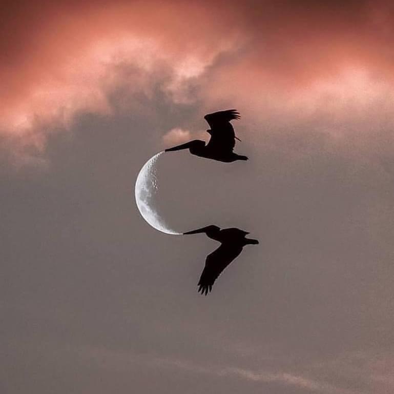 Pelicans' View