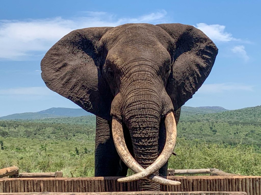 Thornwood Luxury Bush Lodge