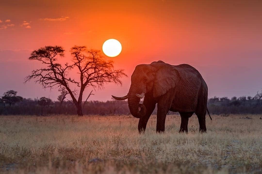 Tlouwana Safari Camp