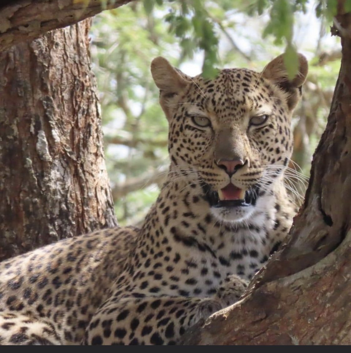 Turaco Lodge