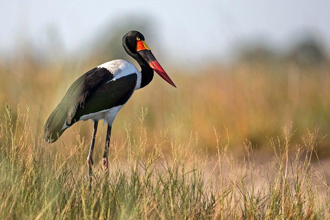 African Monarch Journeys