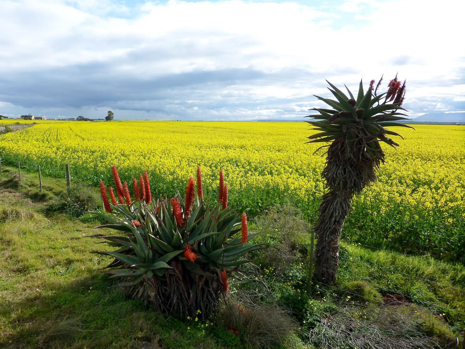 Natural landscape