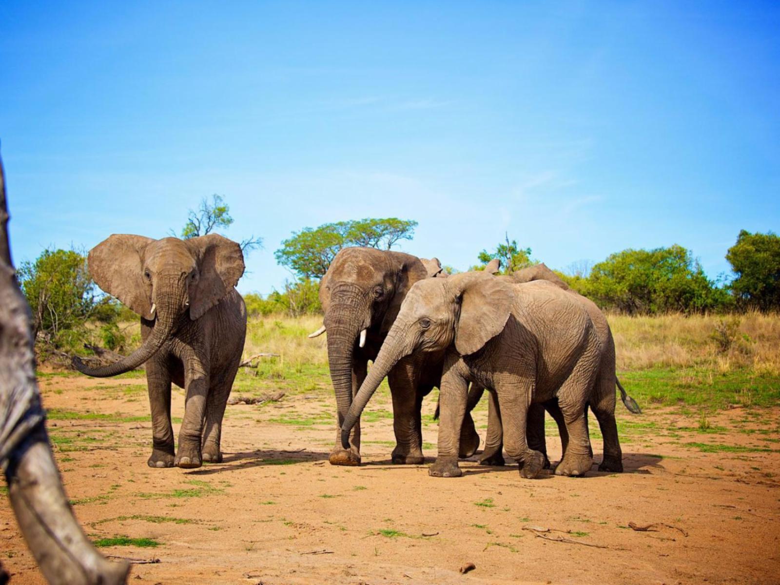 Mabalingwe Elephant Lodge