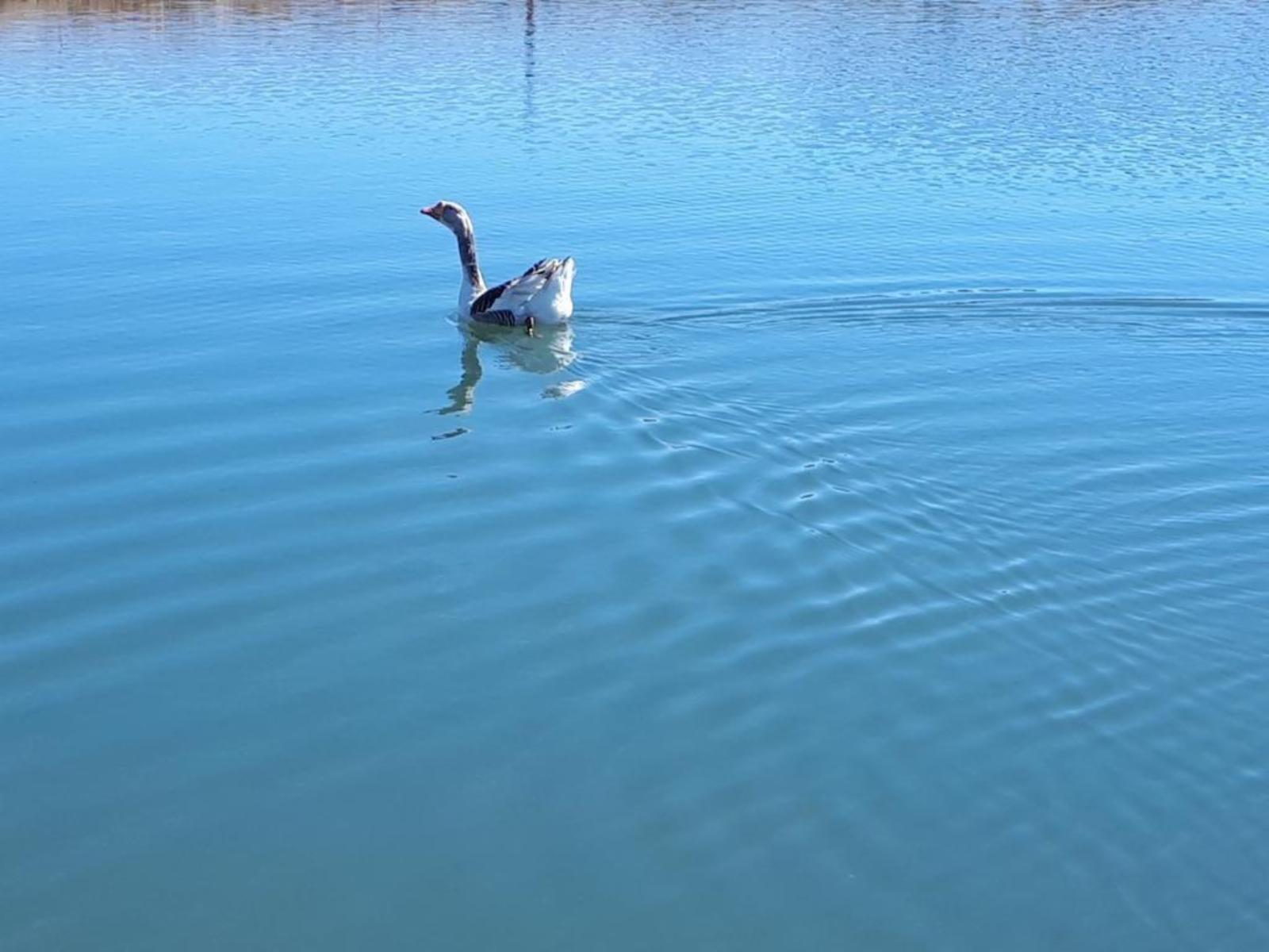 Lake view