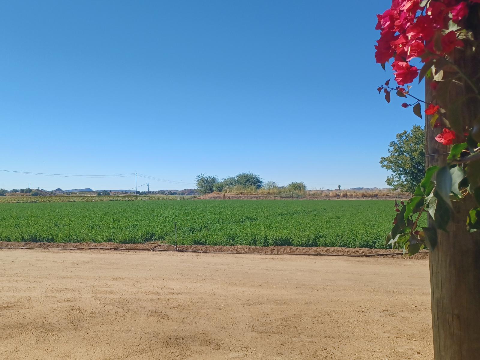 Garden view