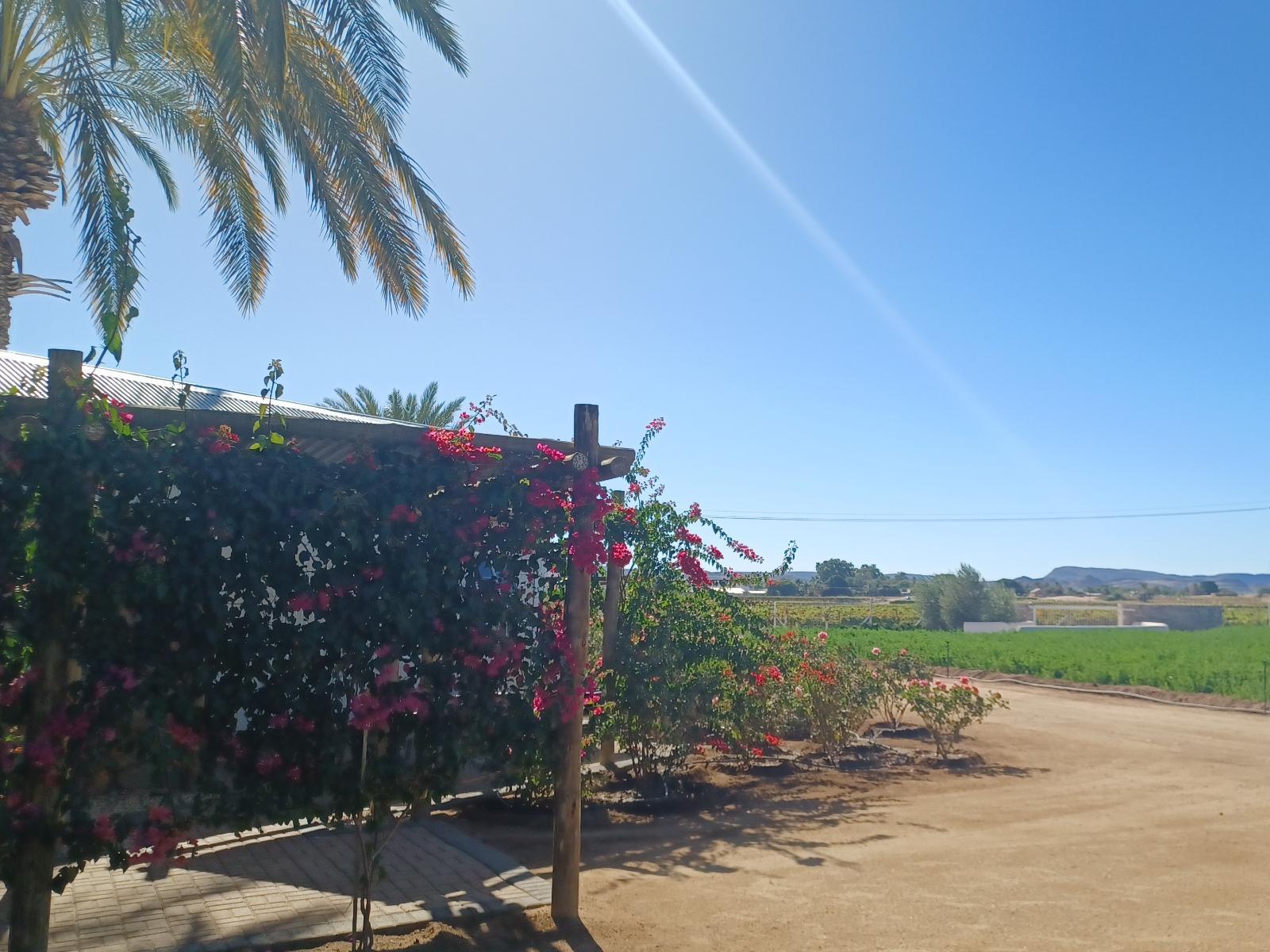 Garden view