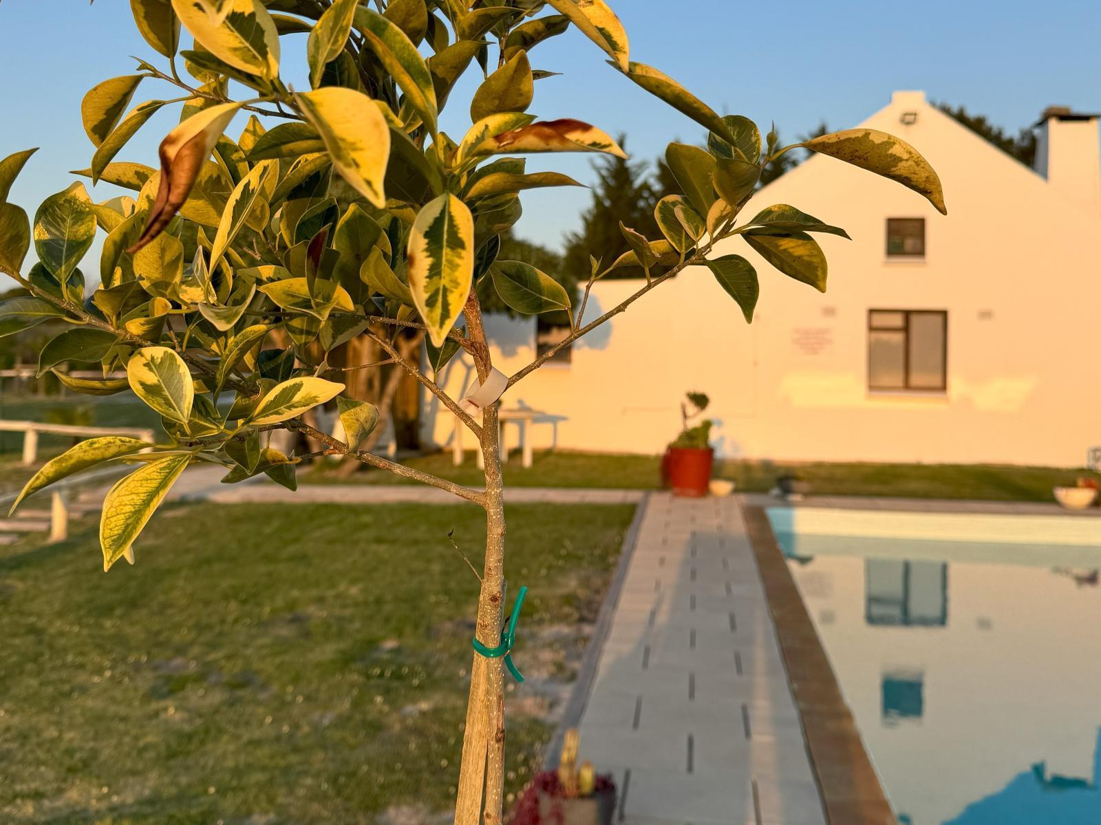 Pool view