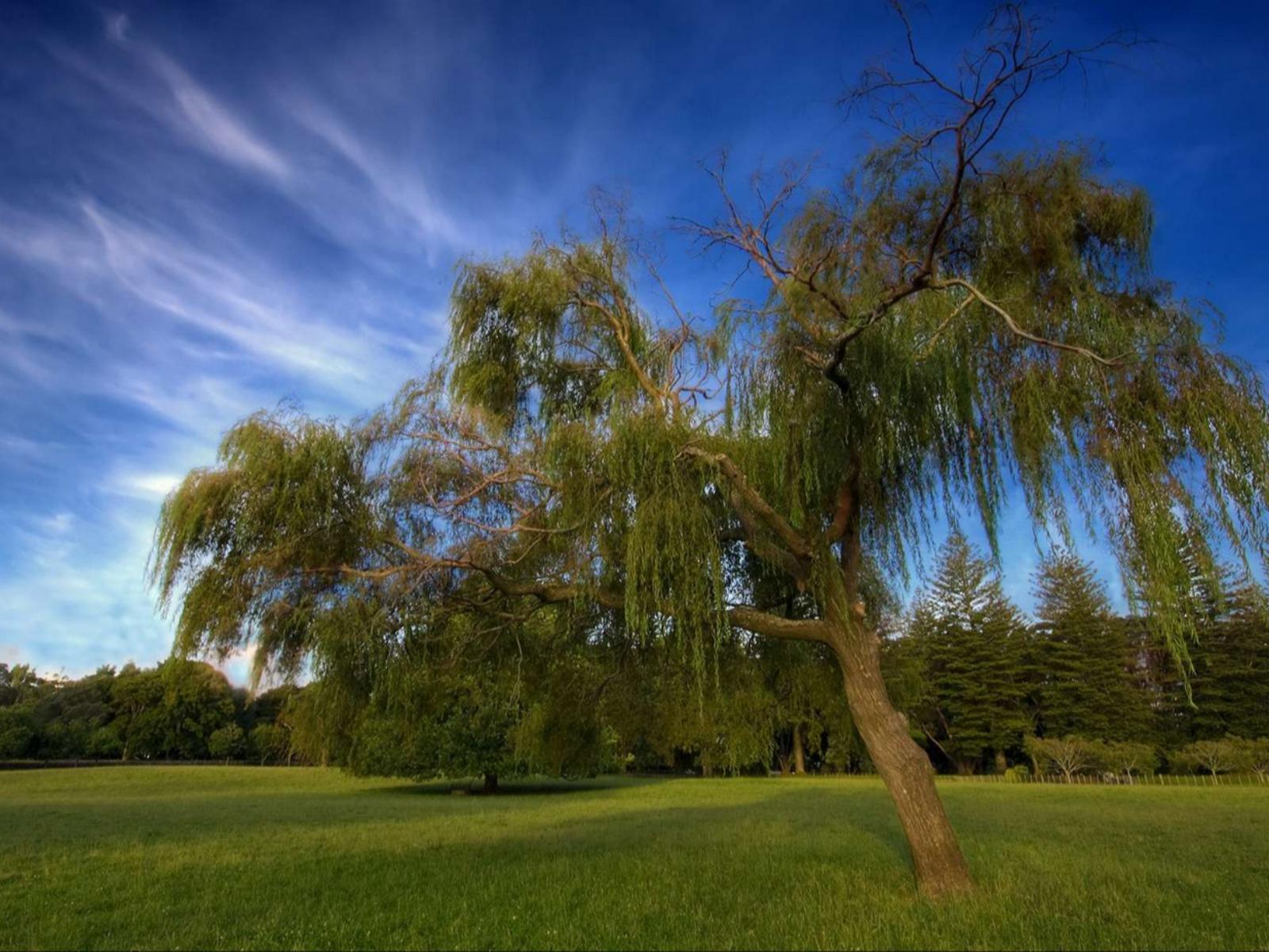 Natural landscape