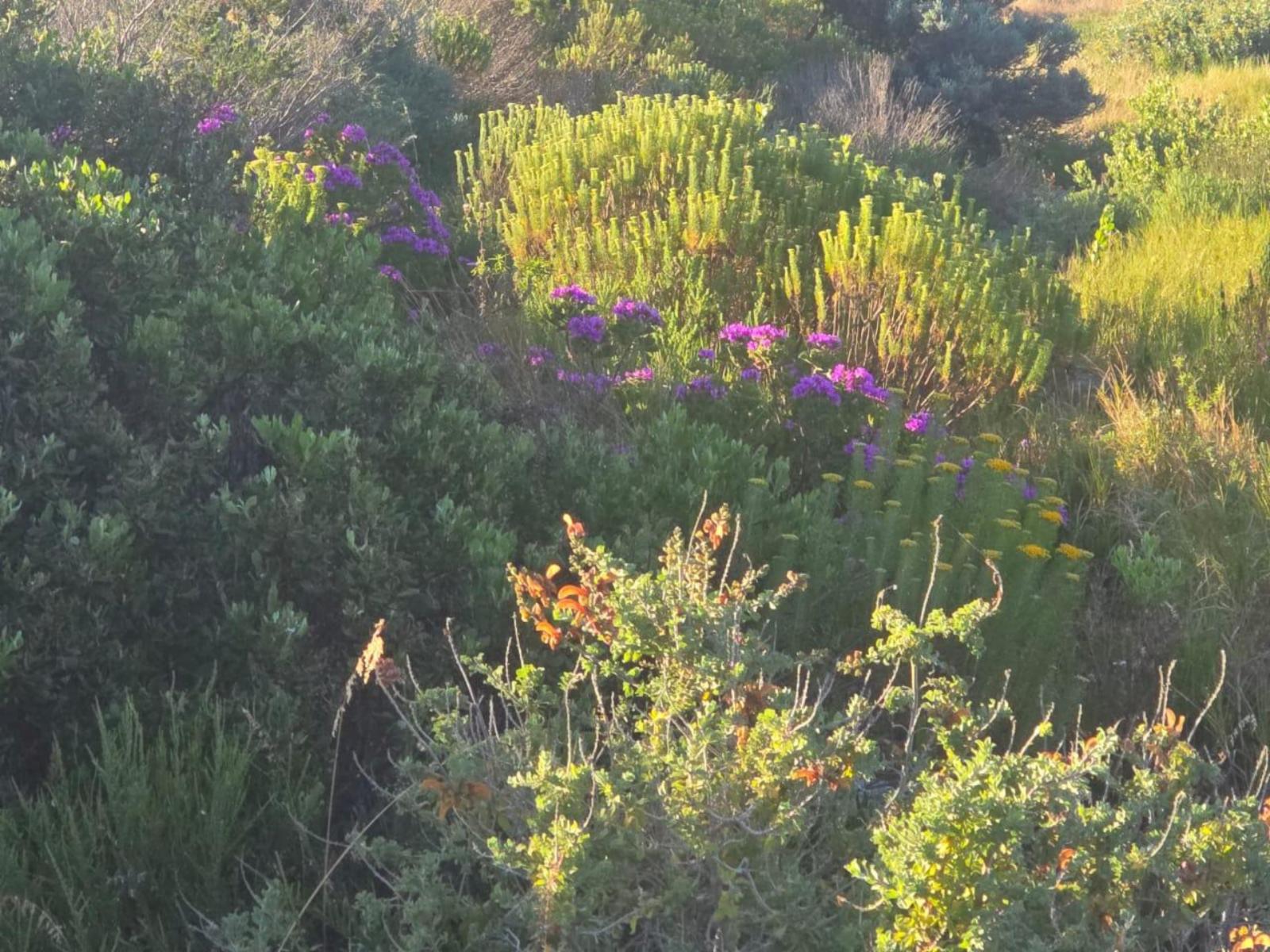 Natural landscape