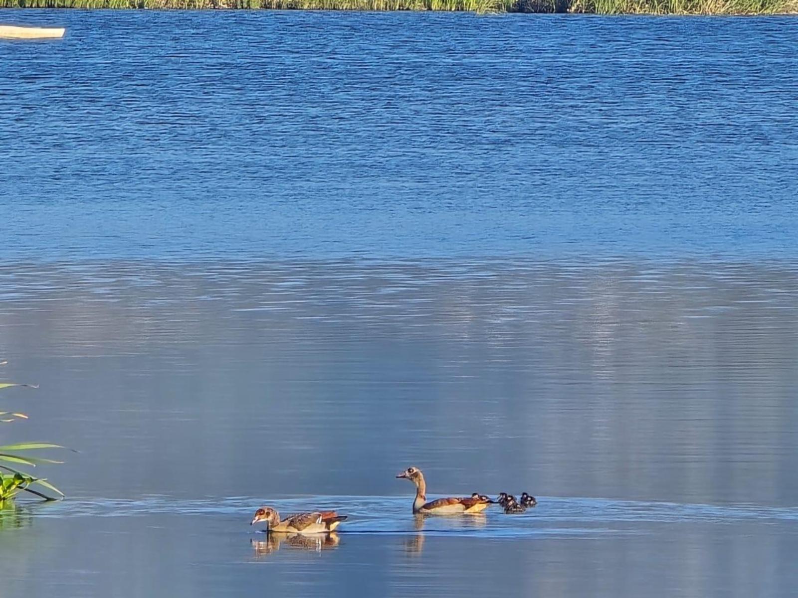 Lake view