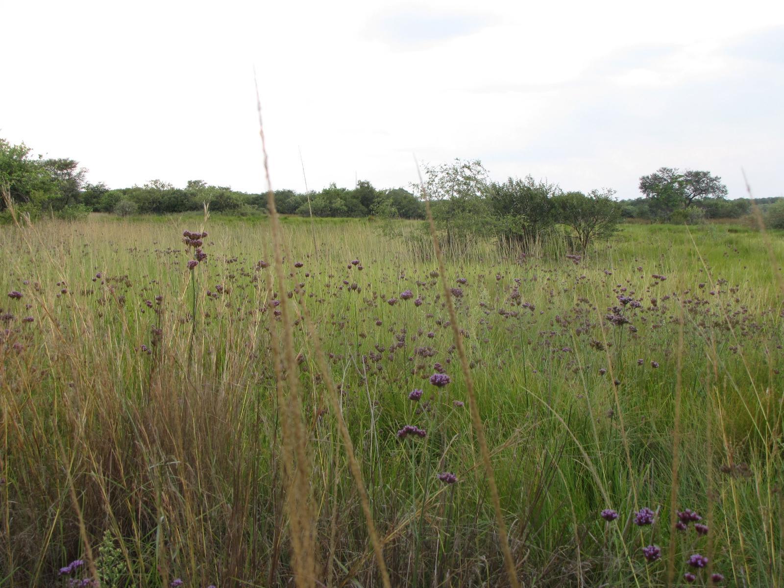 Natural landscape