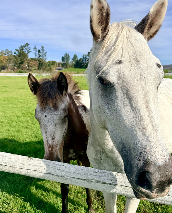 Stables on Kloof