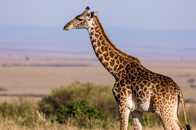 Giraffe House (Ntabamoya)