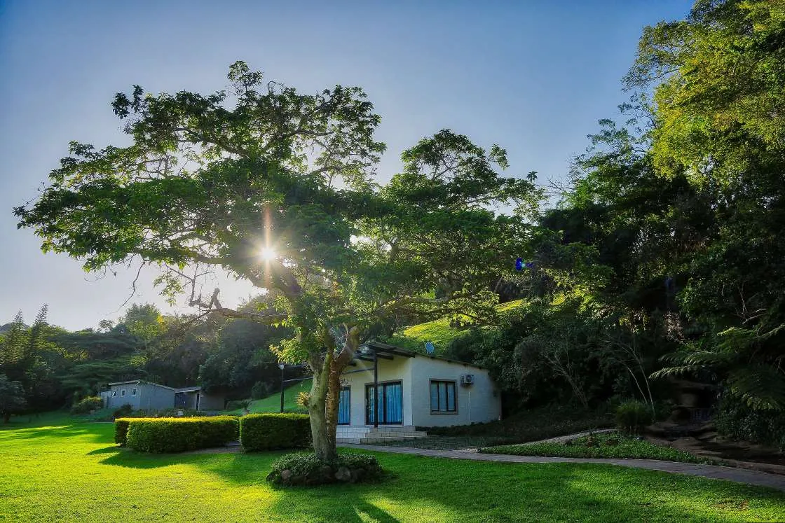 A tree in front of a small building in a lush green park