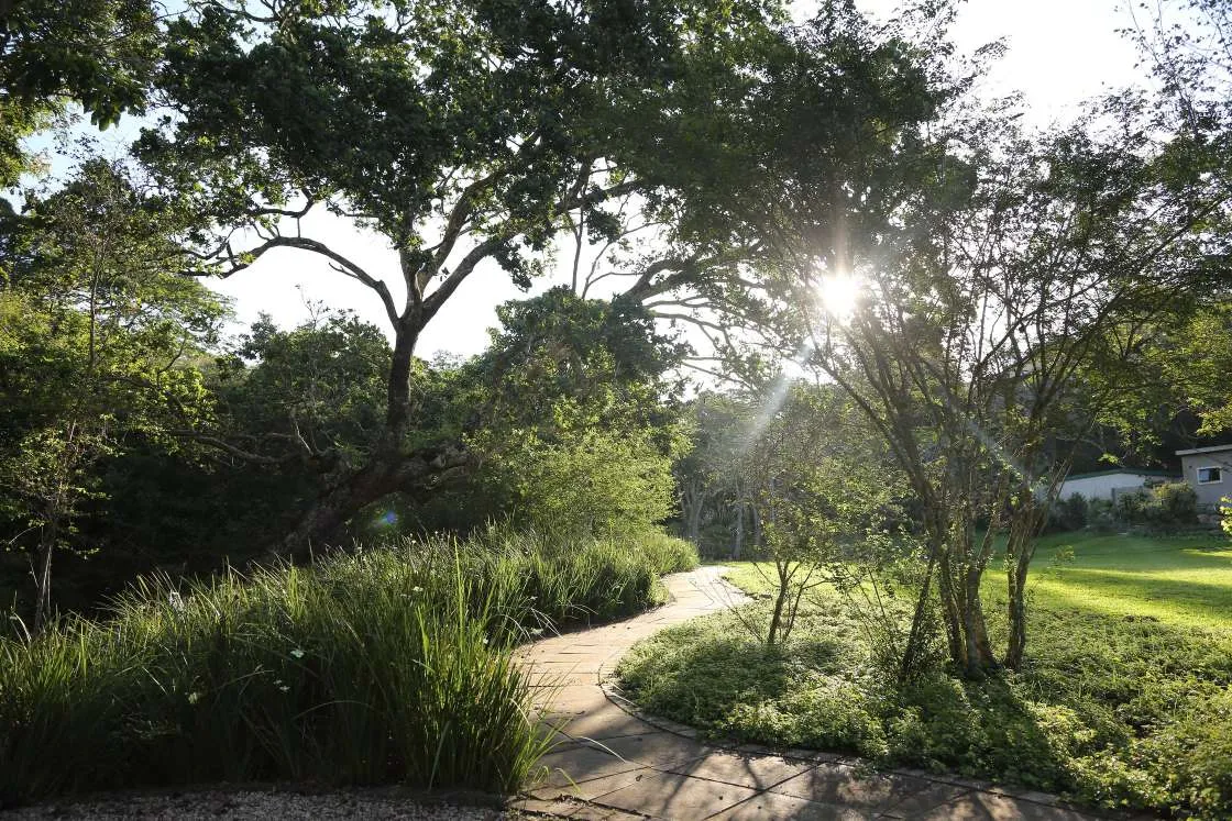 Pathway through a lush garden with sunlight filtering through trees