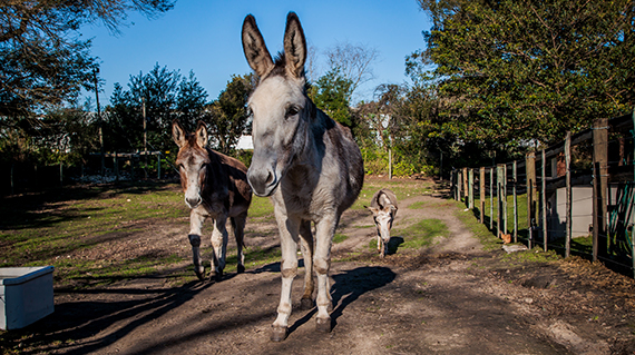 Dolittle Cottages Swellendam