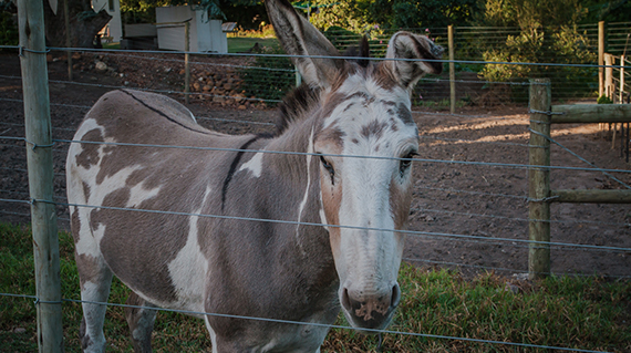 Dolittle Cottages Swellendam image 4