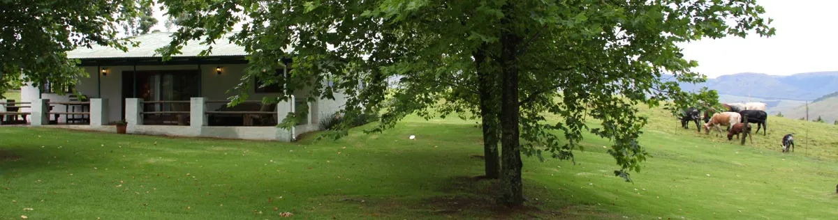 Cottage with a veranda large tree and cows grazing in the background
