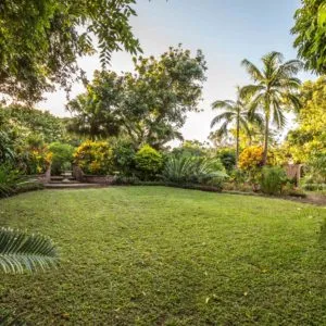 Lush green garden with trees and plants under a clear sky