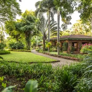 Tropical garden with a pathway leading to a house surrounded by lush greenery