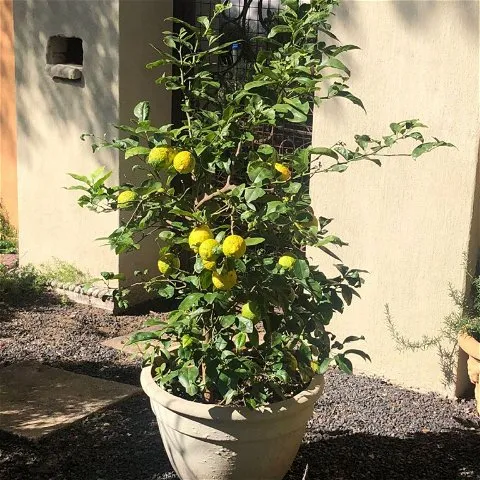 Lemon tree with ripe lemons in a large pot near a wall