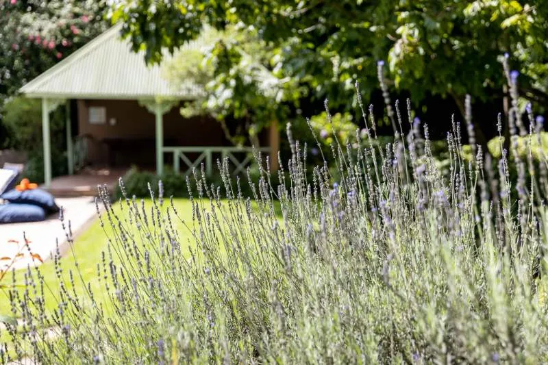Lavender flowers in a garden with a gazebo and trees in the background